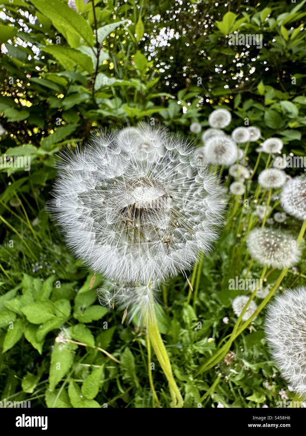 Löwenzahn-Samen-Leiter Stockfoto