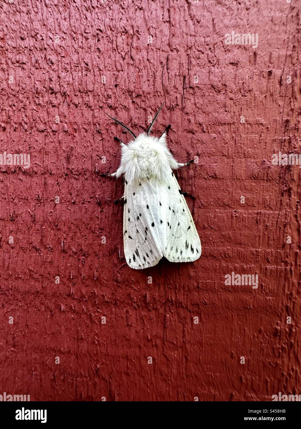 Spilosoma Gleitcrecipeda, weiße Minenmotte an der Gebäudewand Stockfoto