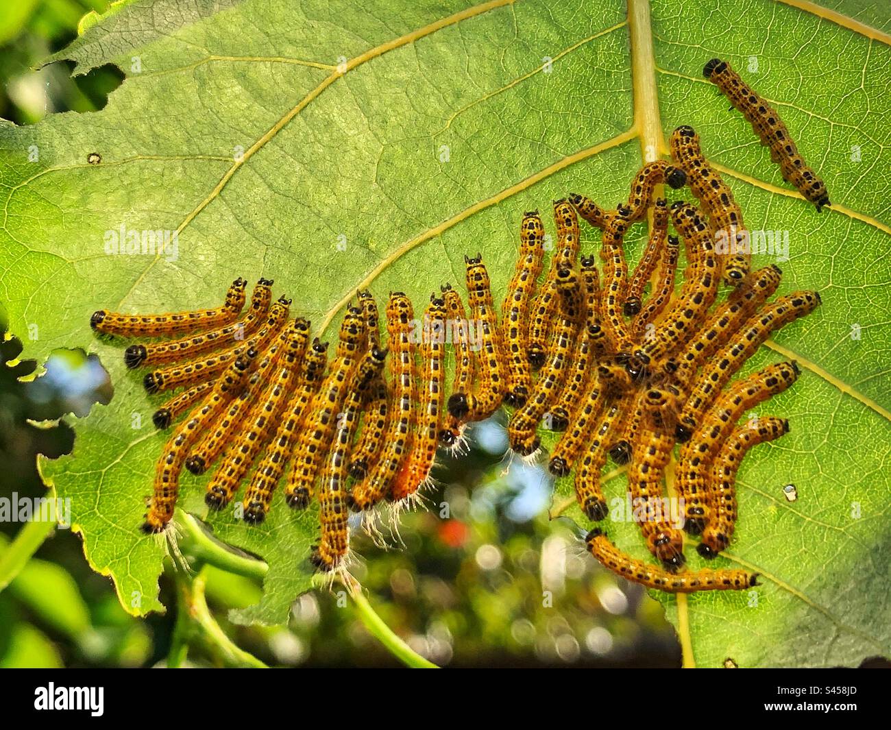 Raupen (Phalera bucephala), die auf einem Poplar-Blatt in einem Hampshire-Garten in Großbritannien ruhen - Smartphone-aufgenommenes Stockfoto
