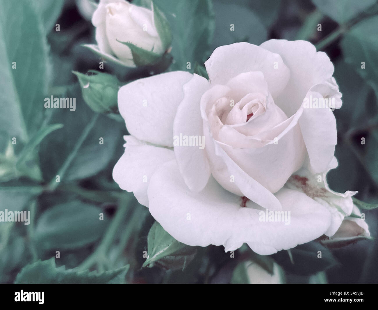 Weiße Rose im Garten. Foto im Vintage-Stil. Stockfoto