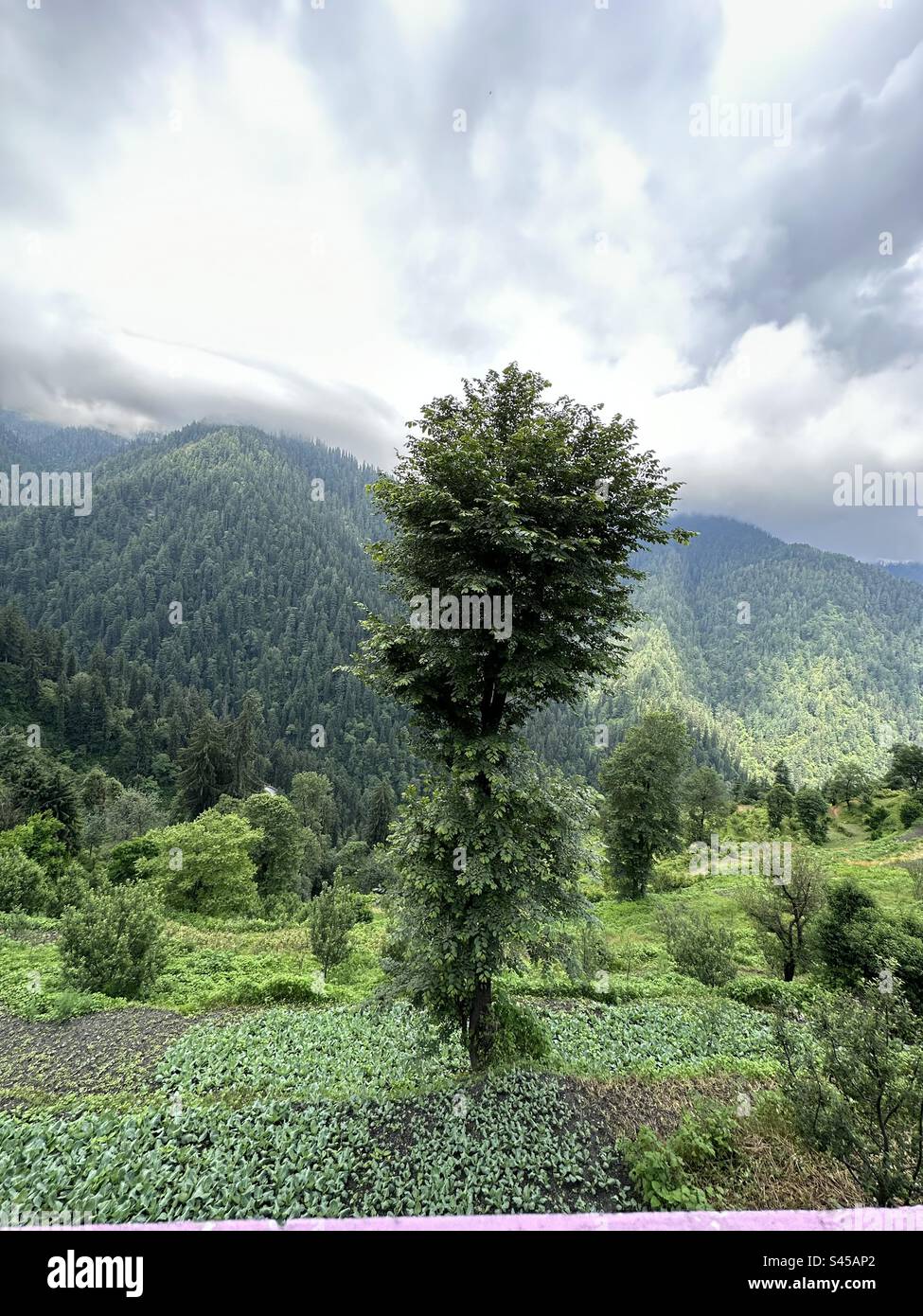 Wetter in Shoja, Himachal Pradeshnature Stockfoto