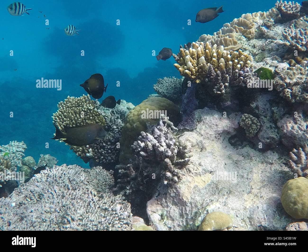 Unterwasserbild von Fischen und Korallen am Great Barrier Reef Stockfoto