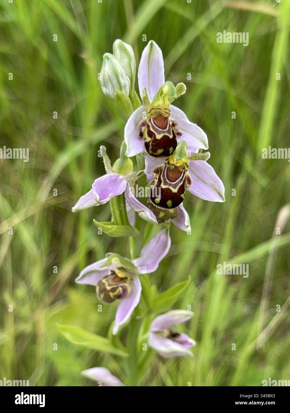 Biene-Orchidee - Smartphone-aufgenommenes Stockfoto