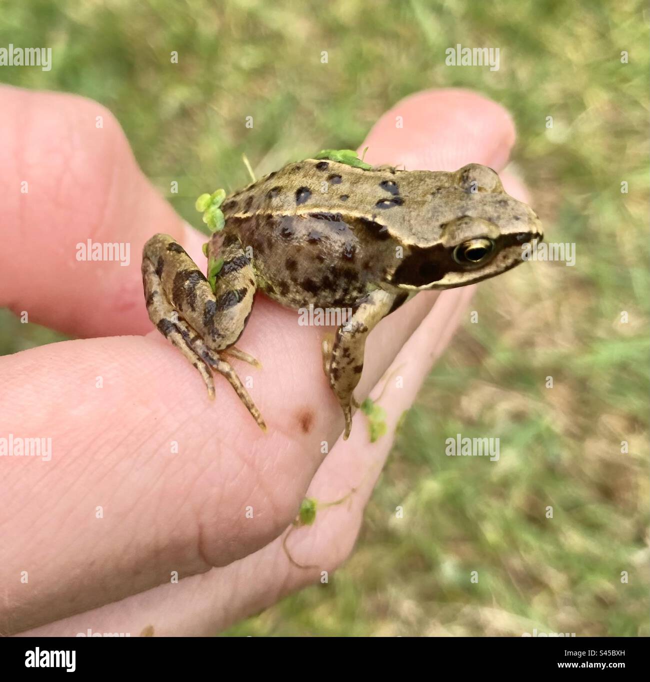 Babyfrosch in einem Finger Stockfoto