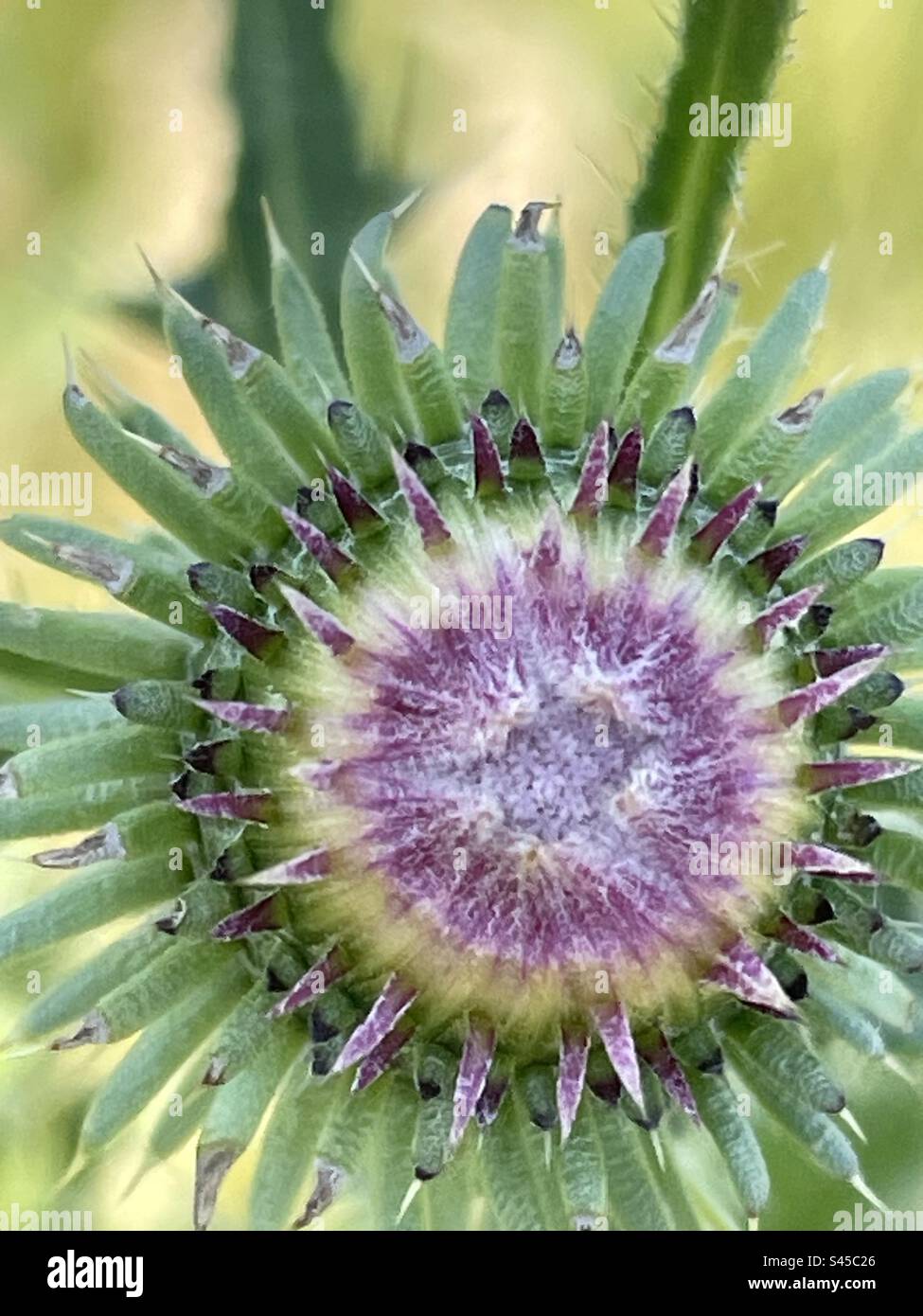 Diese Zapfenblume blüht gleich Stockfoto