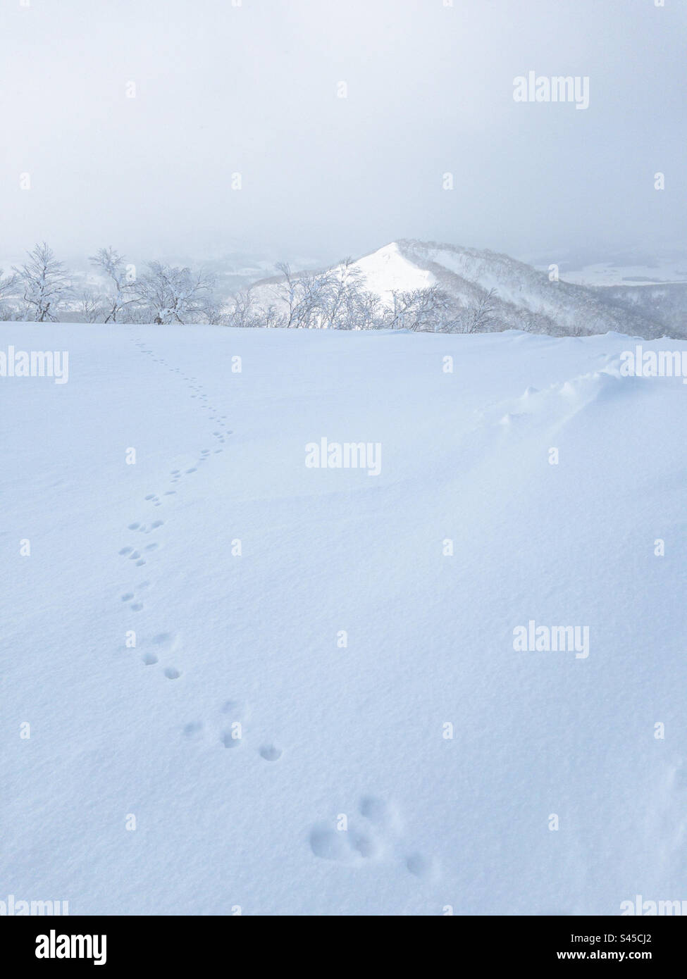 Kaninchenspuren in Winterschneelandschaft Stockfoto