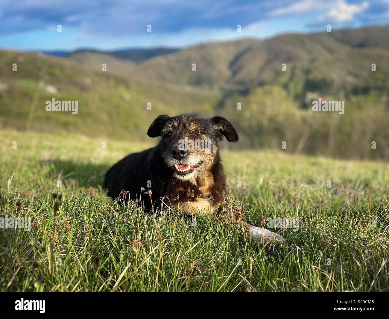 Selektiver Fokus des braunen Hundes auf dem Gras mit Bergen im Hintergrund an einem sonnigen Frühlingstag Stockfoto