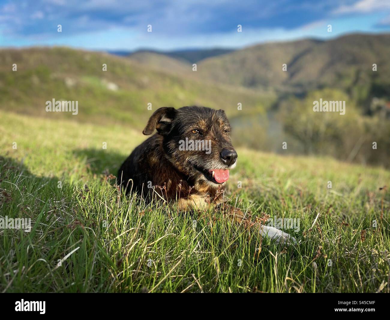 Selektiver Fokus des braunen Hundes auf dem Gras mit Bergen im Hintergrund an einem sonnigen Frühlingstag Stockfoto