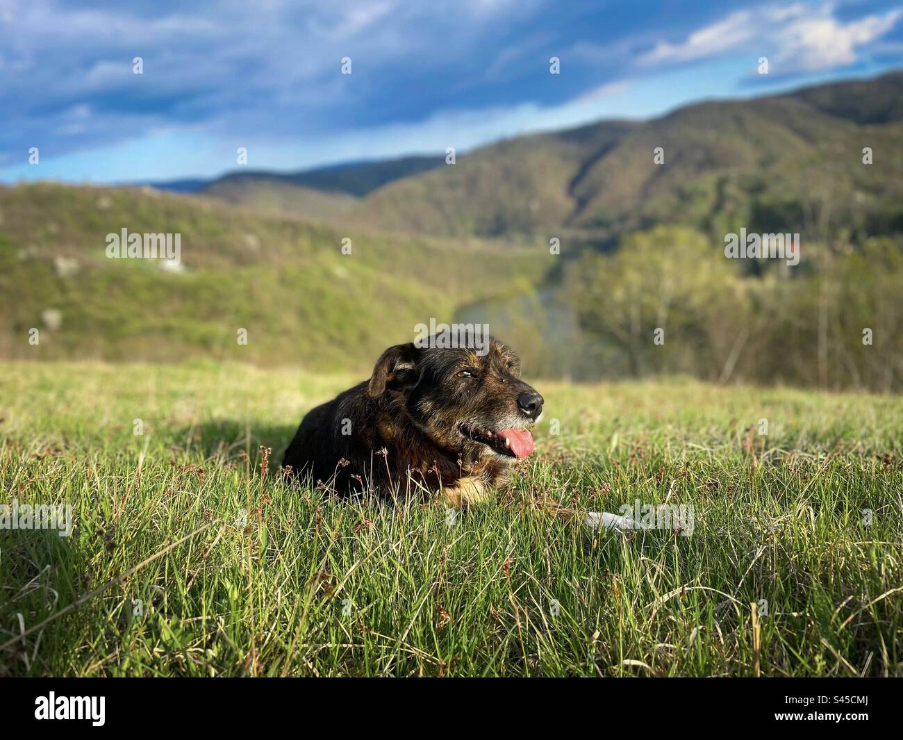 Selektiver Fokus des braunen Hundes auf dem Gras mit Bergen im Hintergrund an einem sonnigen Frühlingstag - Smartphone-aufgenommenes Stockfoto
