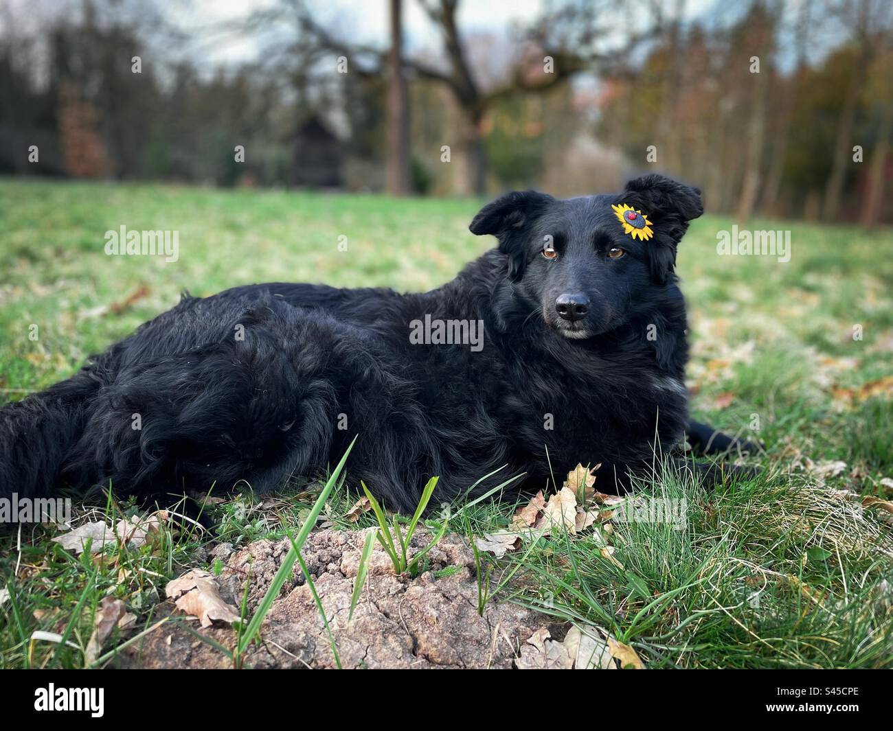 Selektiver Fokus eines süßen schwarzen Hundes mit einer Blume hinter dem Ohr, die auf dem Gras liegt Stockfoto