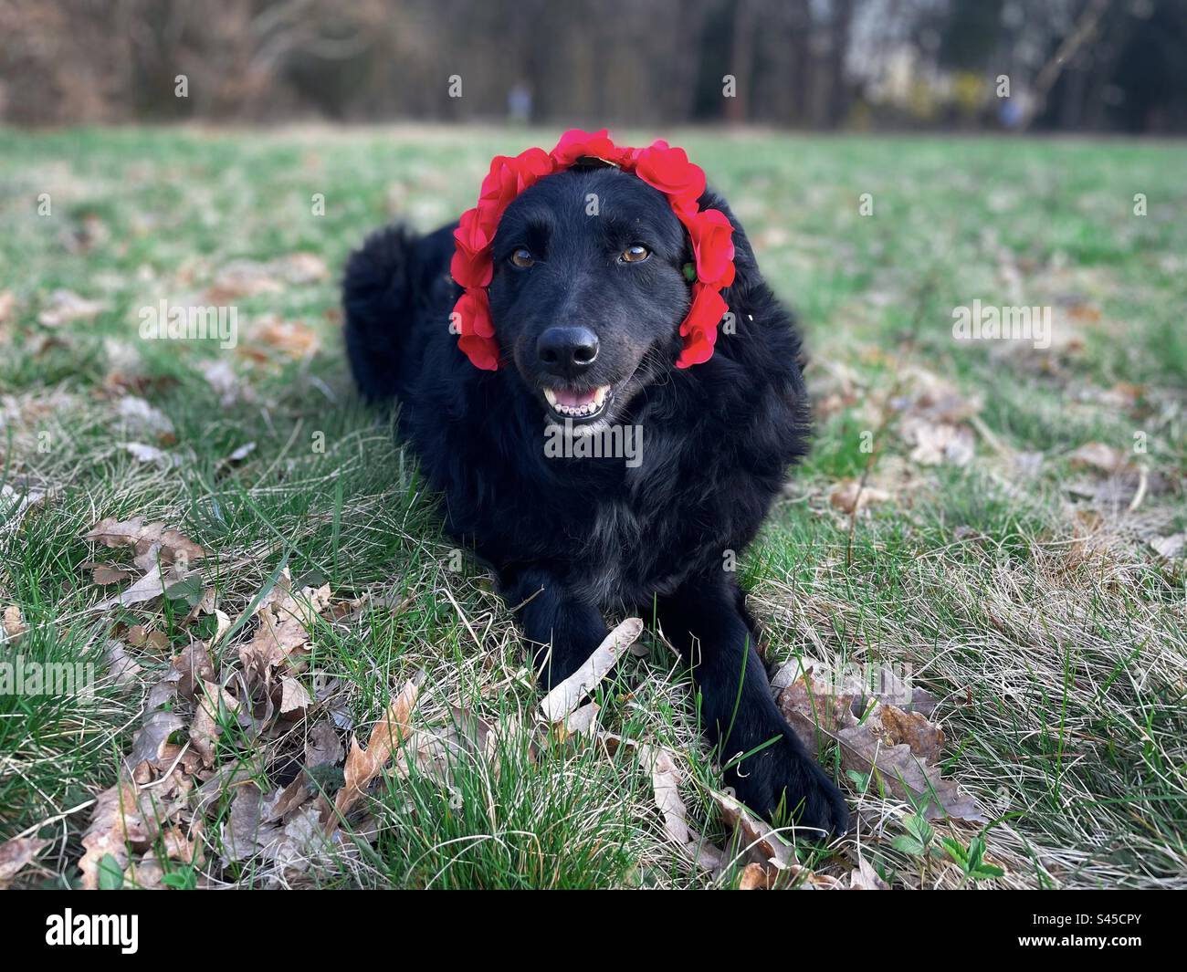 Selektiver Fokus eines süßen schwarzen Hundes mit einer roten Blumenkrone auf dem Kopf, der im Frühling auf dem Gras lag - Smartphone-aufgenommenes Stockfoto