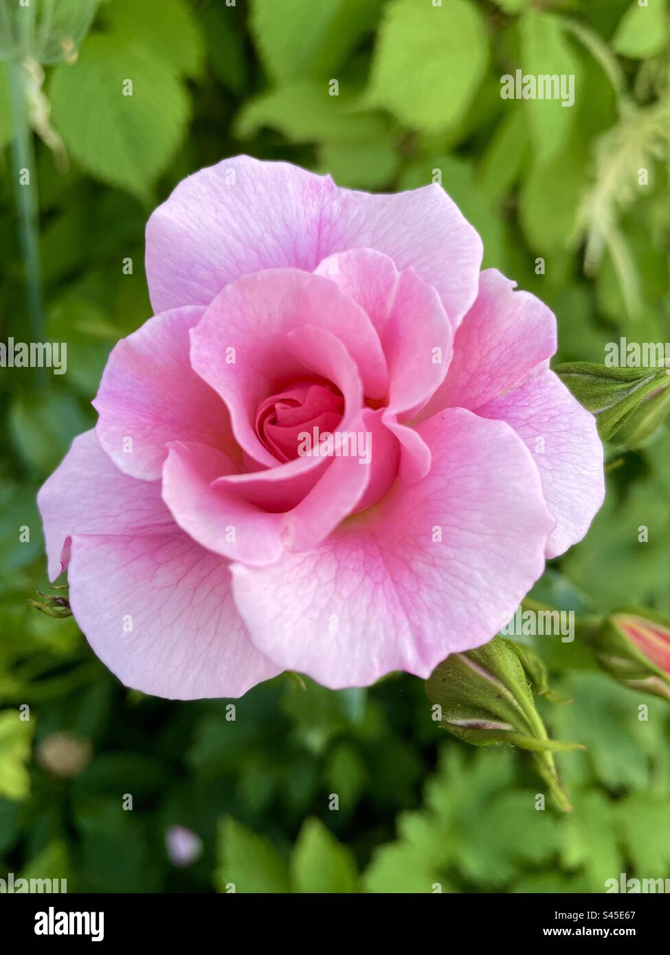 eine rosa rose Stockfoto