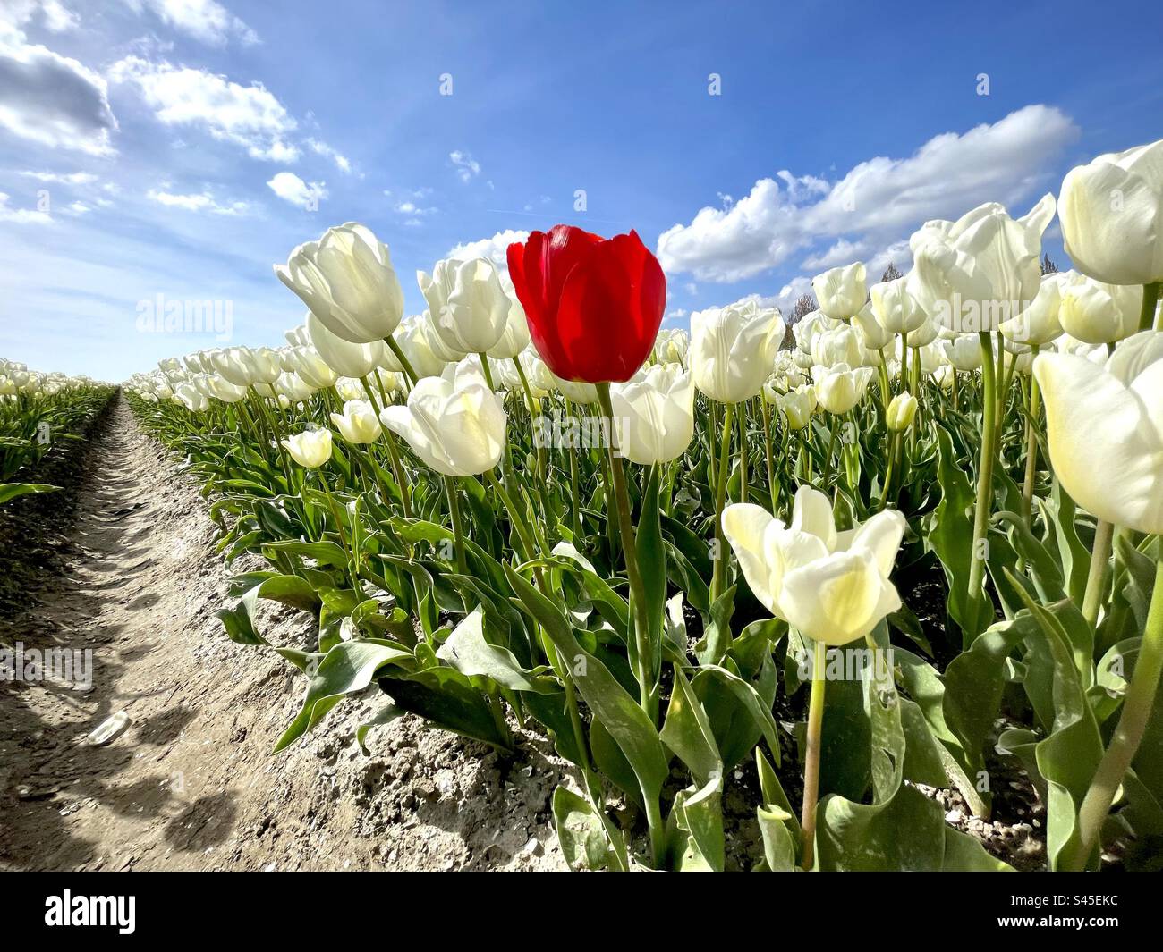 Eine rote Tulpe in einem Feld weißer blühender Tulpen in den Niederlanden Stockfoto