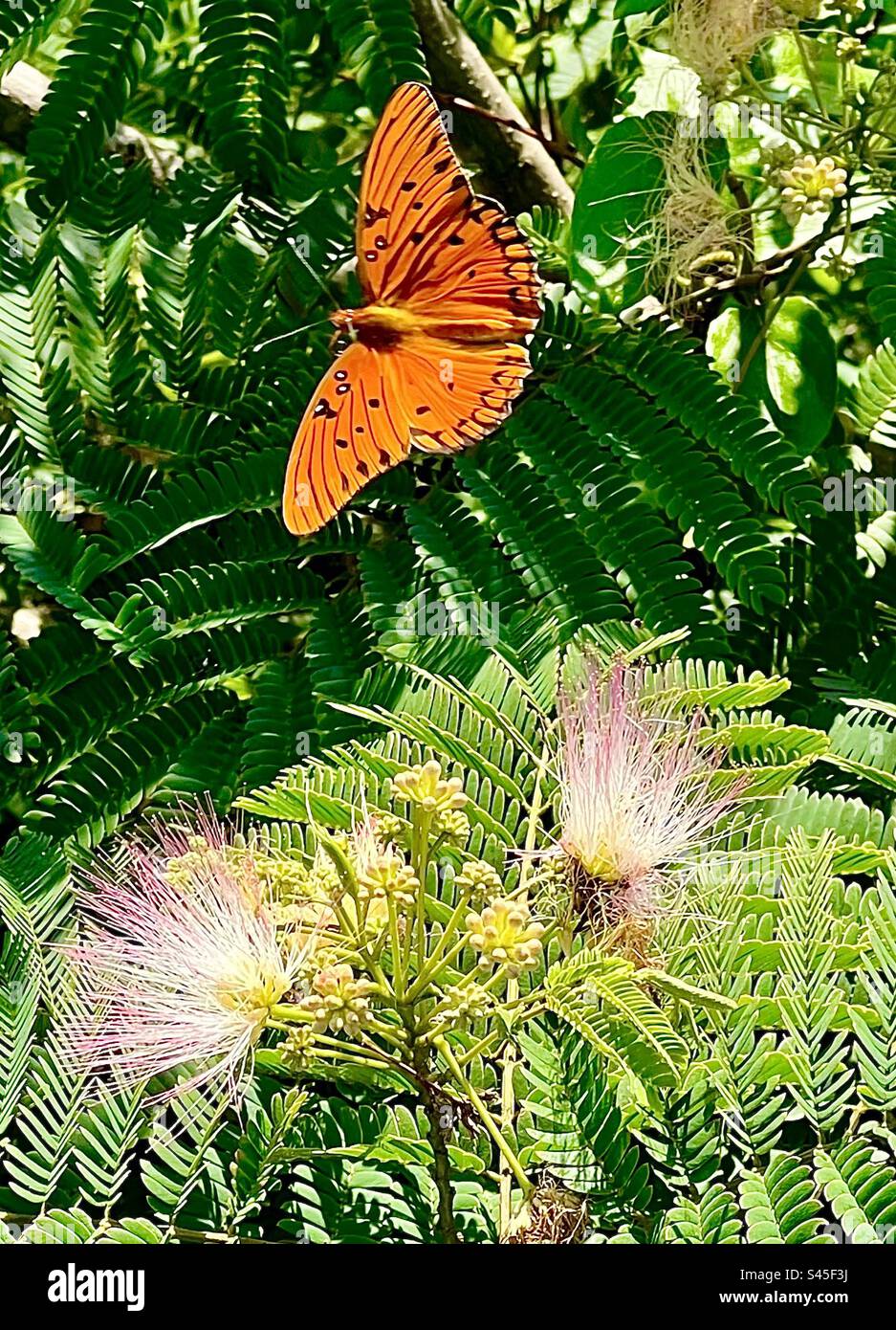 Wunderschöner Orangenschmetterling auf einem persischen Seidenbaum Stockfoto