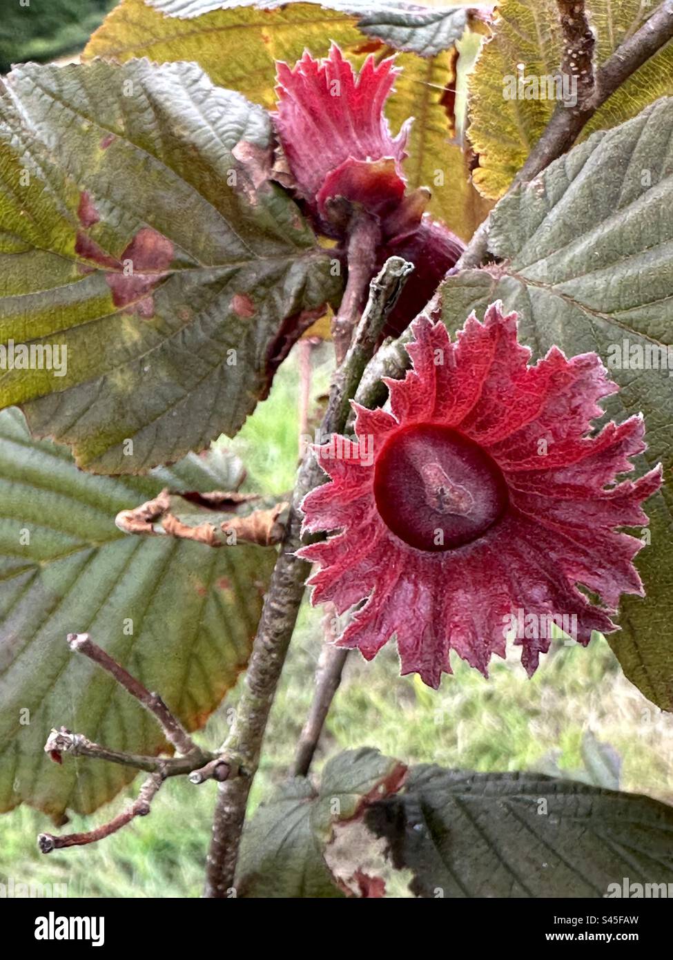 Ein roter Haselnussbaum, Nahaufnahme. Stockfoto