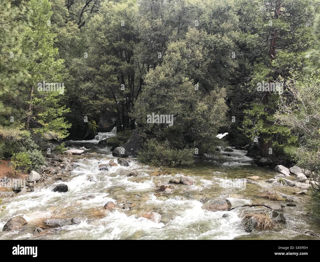 Ein Fluss, der sich in zwei Seitenflüsse mit Stromschnellen im Wald aufteilt Stockfoto