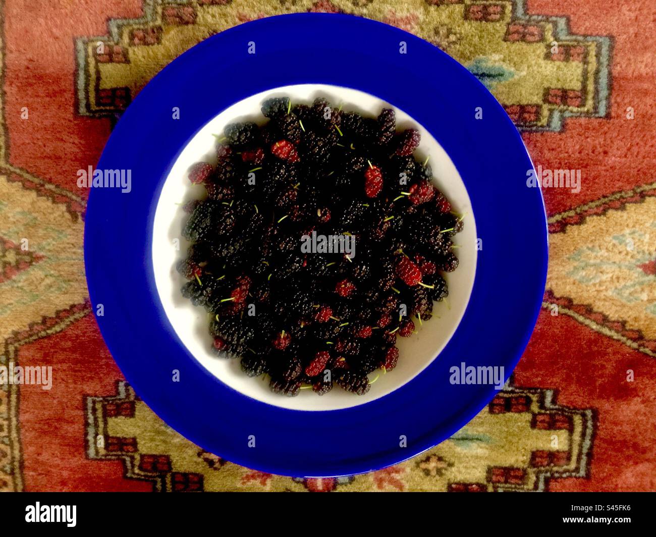 Frisch gepflückte Maulbeeren aus Ontario, Kanada, in einer Schüssel mit blauem Rand. Auf einem orientalischen Teppich. Stockfoto