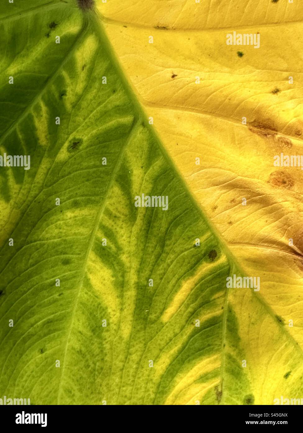 Abstrakter Hintergrund eines bunten Blattmusters und -Texturen Stockfoto