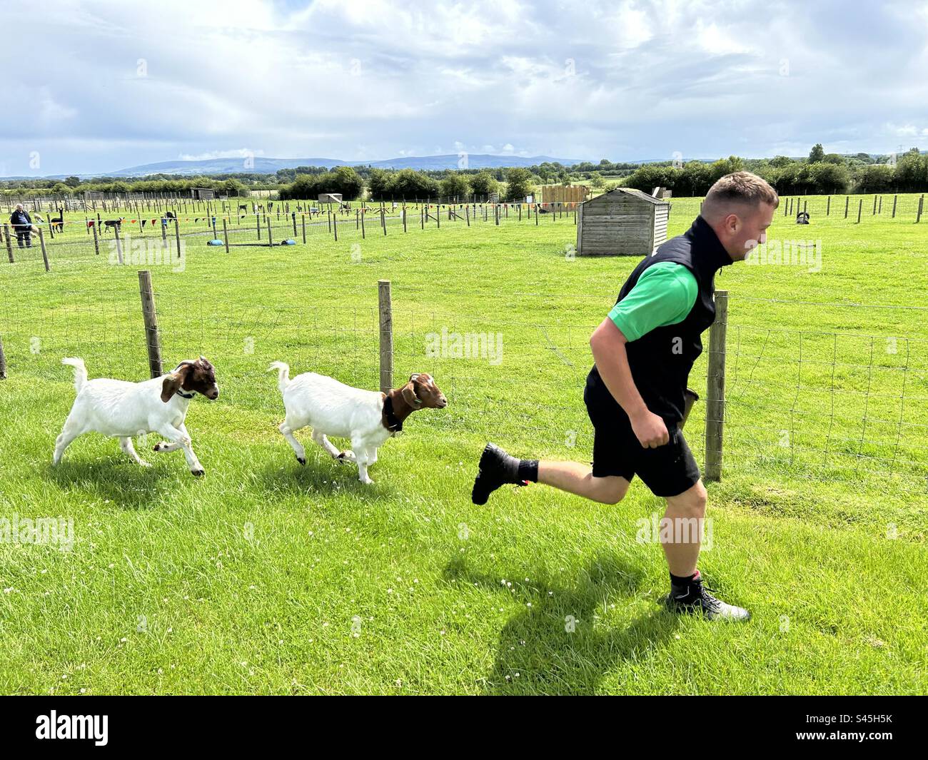 Ziegenrennen im Walby Farm Park in Cumbria. Ein Mann, der von Ziegen gejagt wird - Smartphone-aufgenommenes Stockfoto