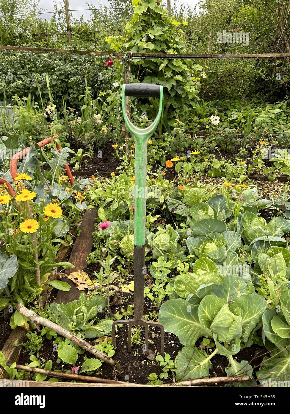 Gartengabel im Boden eines Blumenbestands - Smartphone-aufgenommenes Stockfoto