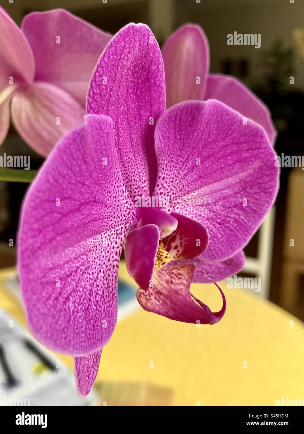 Phalaenopsis hybride Orchideenblüte - Smartphone-aufgenommenes Stockfoto