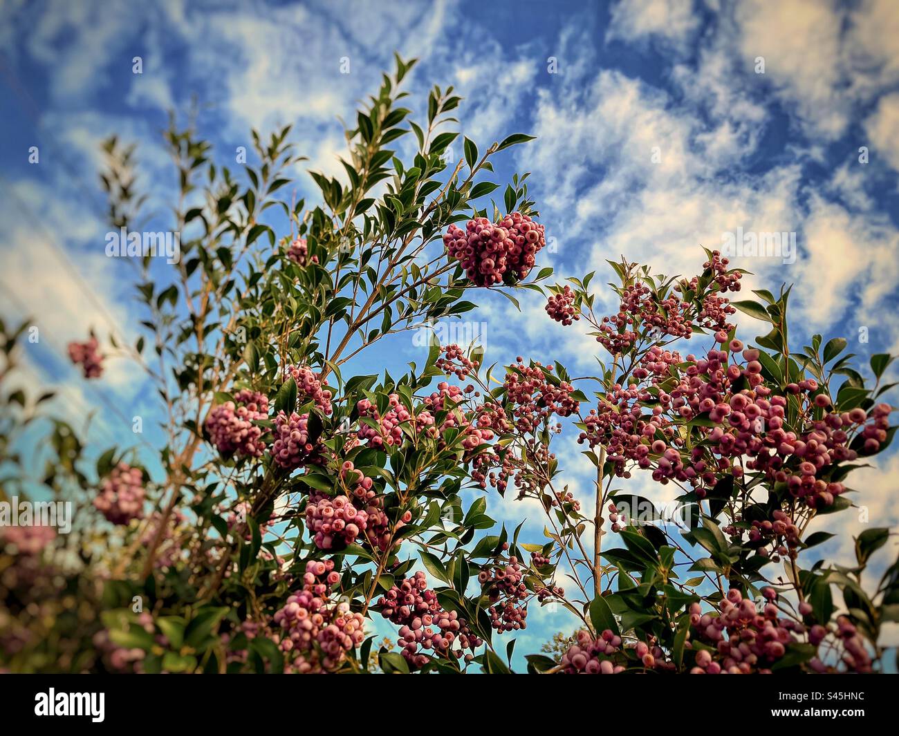 Essbare kastanienbraune Beeren von Syzygium smithii oder lilly pilly, ein winterfruchtbarer australischer immergrüner Strauß vor bewölktem blauem Himmel. Busch Tucker. Bush-Essen. Stockfoto