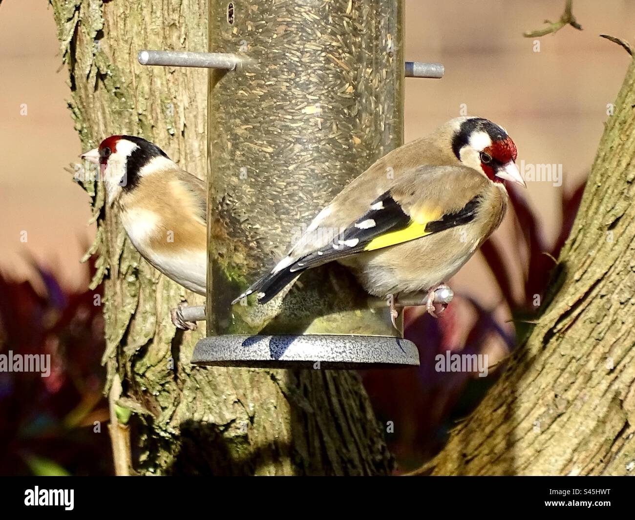 Zwei wunderschöne Goldfinkvögel auf einer Saatgutzucht in einem Garten im Frühling Stockfoto