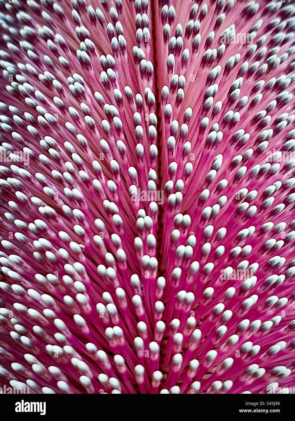 Makroaufnahme von Hunderten von einzelnen Blumen, die aus einem holzigen Blütenanbau der Banksia-Pflanze wachsen. Vollformat. Hintergründe. Natürliches Muster. Textur. Stockfoto