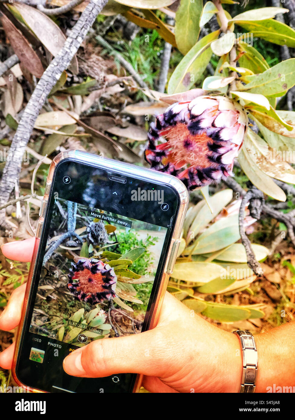 Ein junges Mädchen, das mit ihrem Smartphone ein Foto einer protea-Blume macht Stockfoto