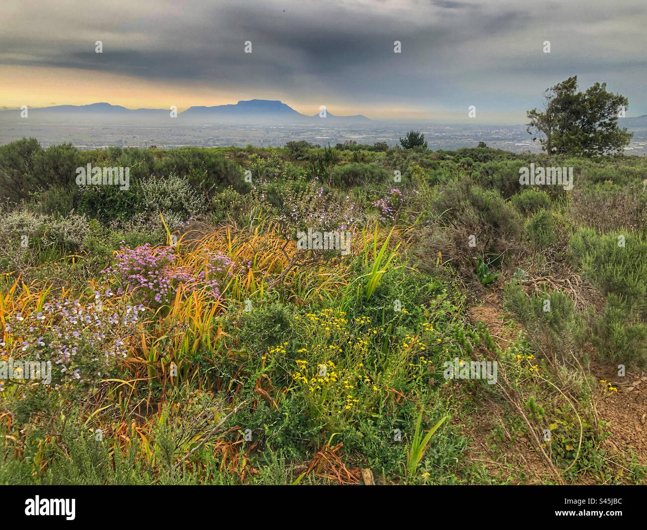 Fynbos-Vegetation vor dem Hintergrund des Tafelbergs, Kapstadt, Südafrika Stockfoto