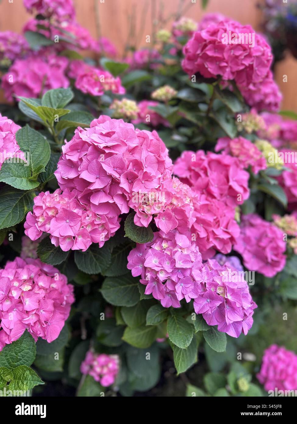 Rosa Blumen, Hortensien, Gartenblumen Stockfoto