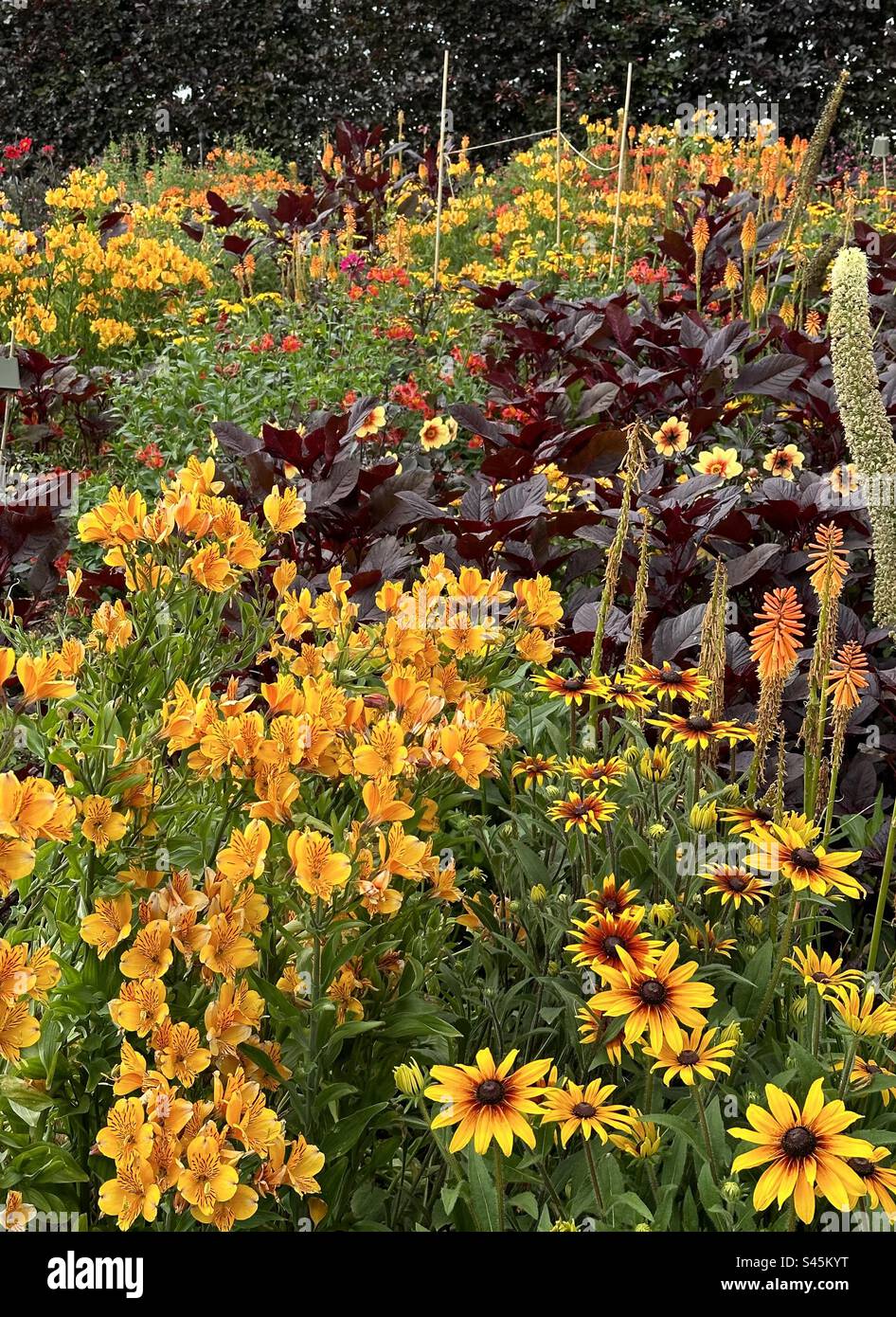 Gartenblumenbeete mit peruanischer Lily und Pot Marigolds. Stockfoto