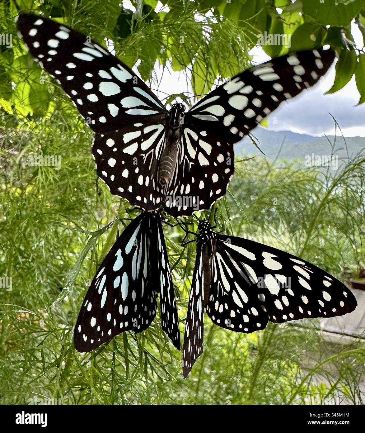 Blaue Tiger-Schmetterlinge fressen eine Dillpflanze in Hongkong Stockfoto