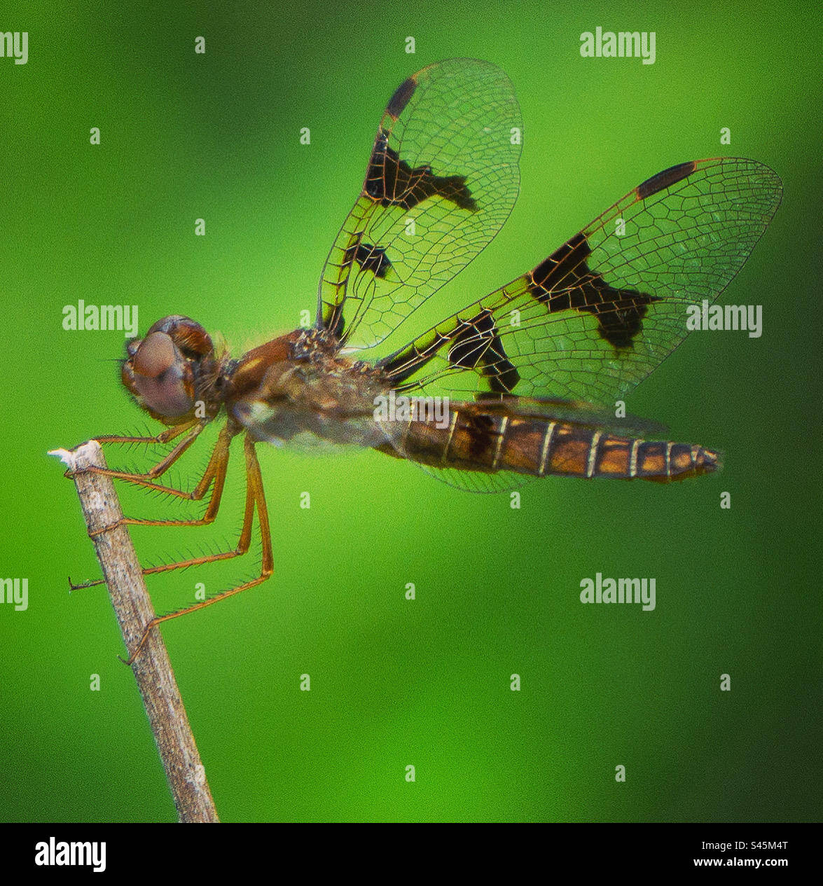 Östliche Libelle mit Amberflügel Stockfoto