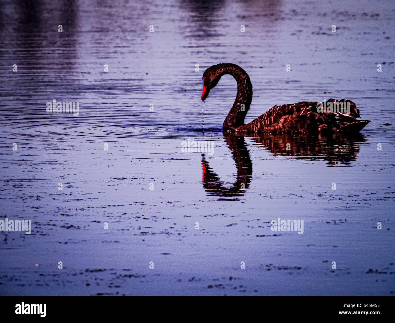 Black Swan mit Reflexion Stockfoto