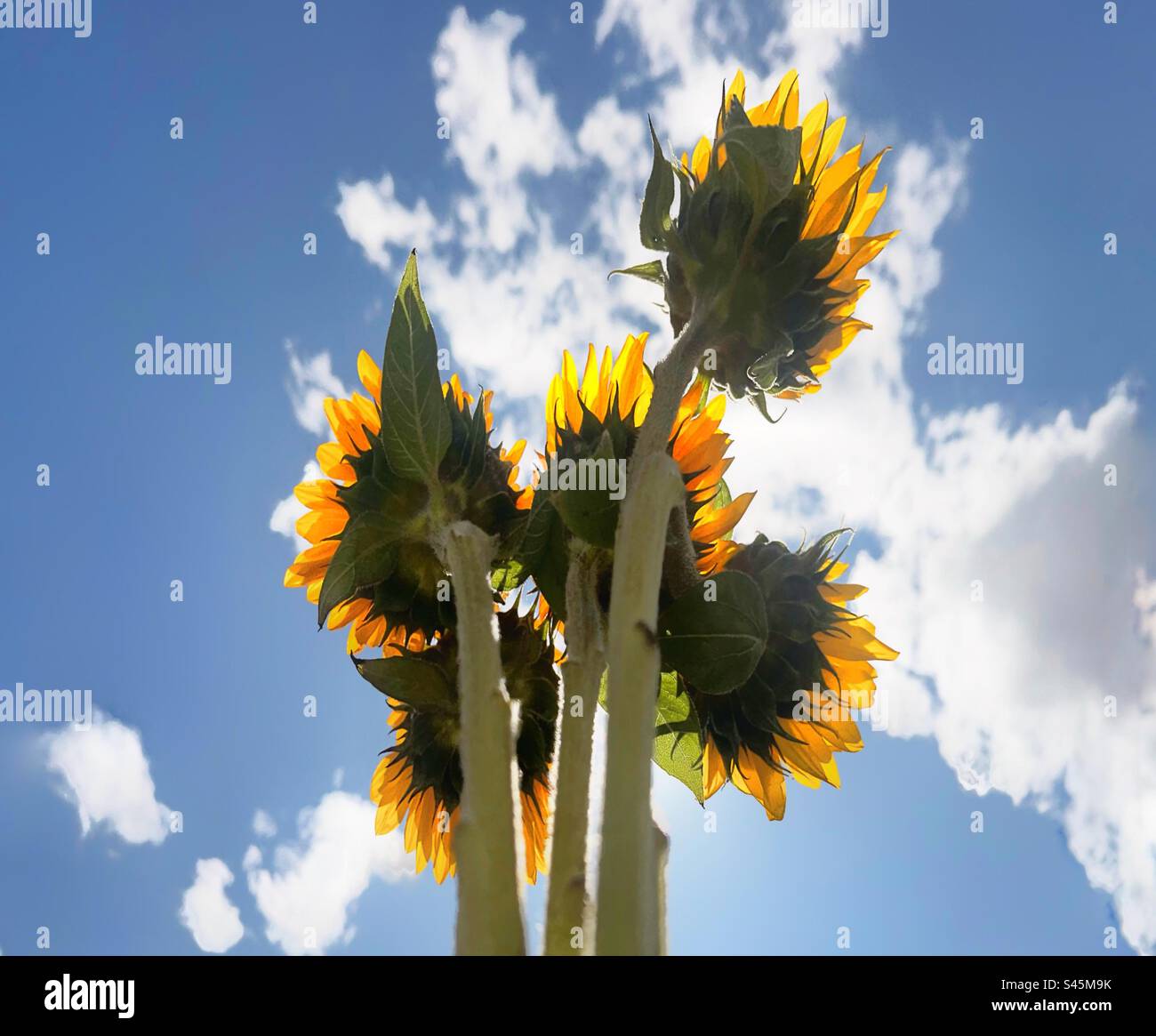 Sommer-Sonnenblumen Stockfoto