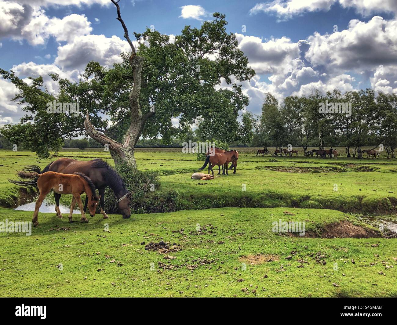 Ponys grasen mit Fohlen neben dem Beaulieu River, Longwater Lawn, New Forest, Hampshire, Großbritannien - Smartphone-aufgenommenes Stockfoto