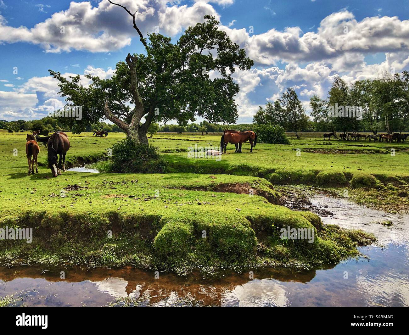 Ponys grasen mit Fohlen neben dem Beaulieu River, Longwater Lawn, New Forest, Hampshire, Großbritannien - Smartphone-aufgenommenes Stockfoto