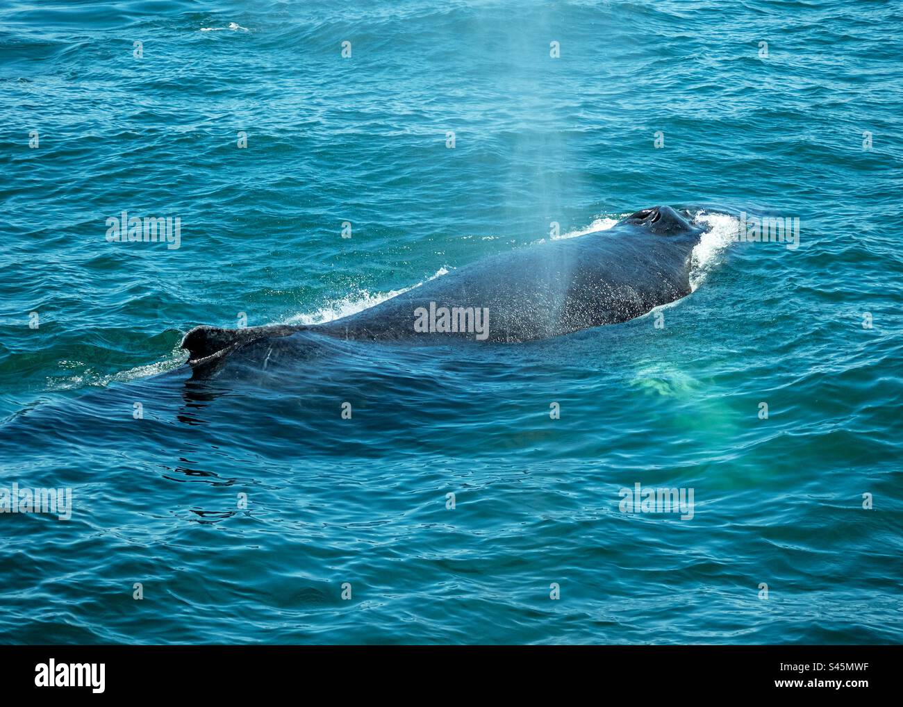 Buckelwale blasen Sprühnebel durch das Blowhole - Smartphone-aufgenommenes Stockfoto