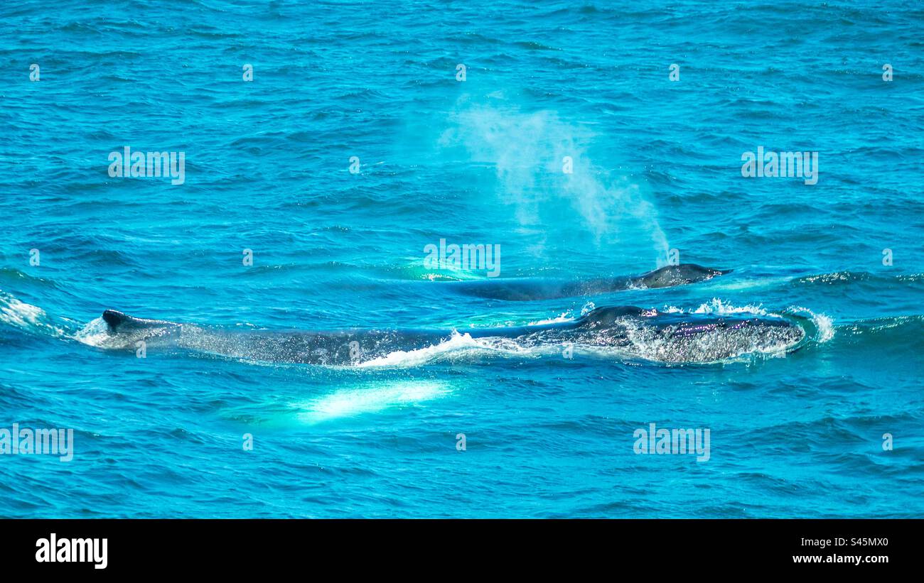 Zwei Buckelwale, die mit Wasserausflüssen aus ihren Blowholes wehen - Smartphone-aufgenommenes Stockfoto