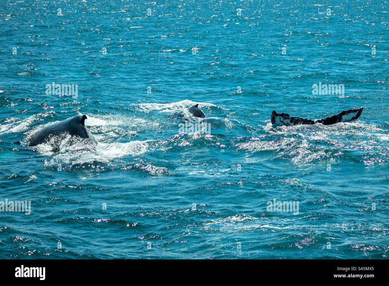 Eine Buckelwale taucht auf - Smartphone-aufgenommenes Stockfoto