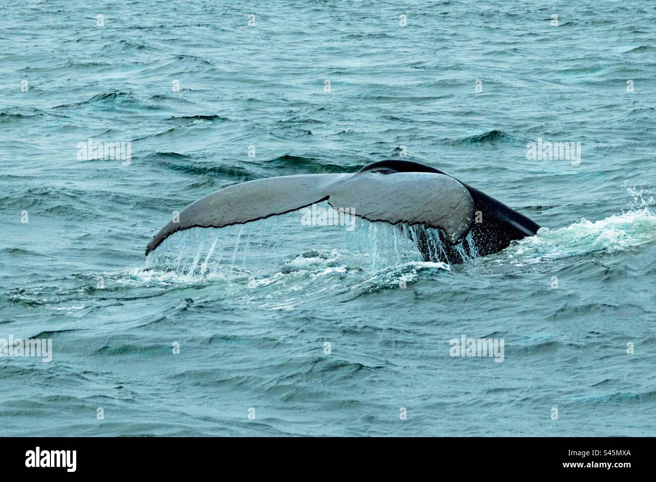 Buckelwal's Fluke - Smartphone-aufgenommenes Stockfoto