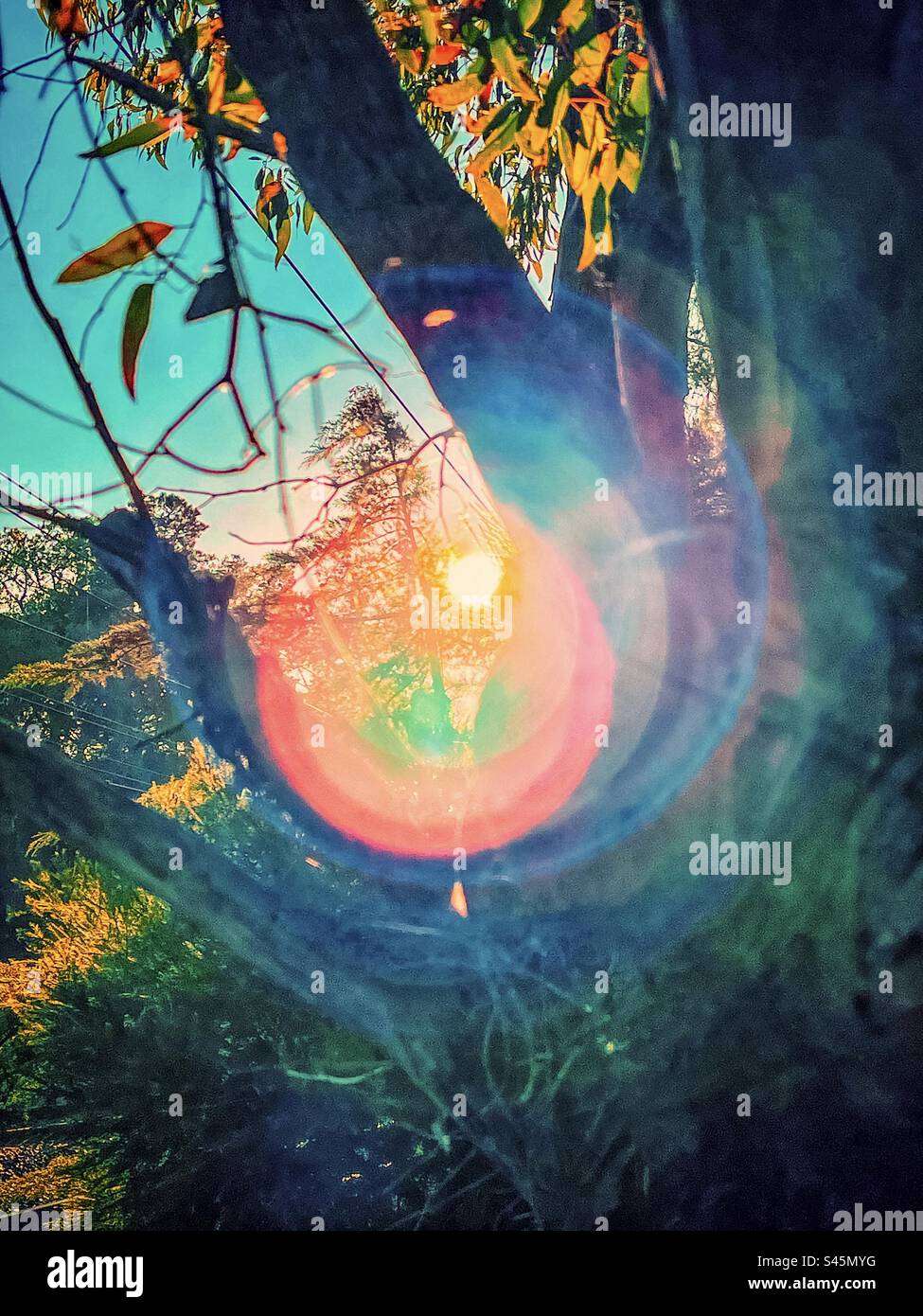 Die Sonne scheint durch Bäume mit Linsenreflexionen und erzeugt einen mandalaähnlichen Regenbogeneffekt. Psychedelische Kunst. Stockfoto