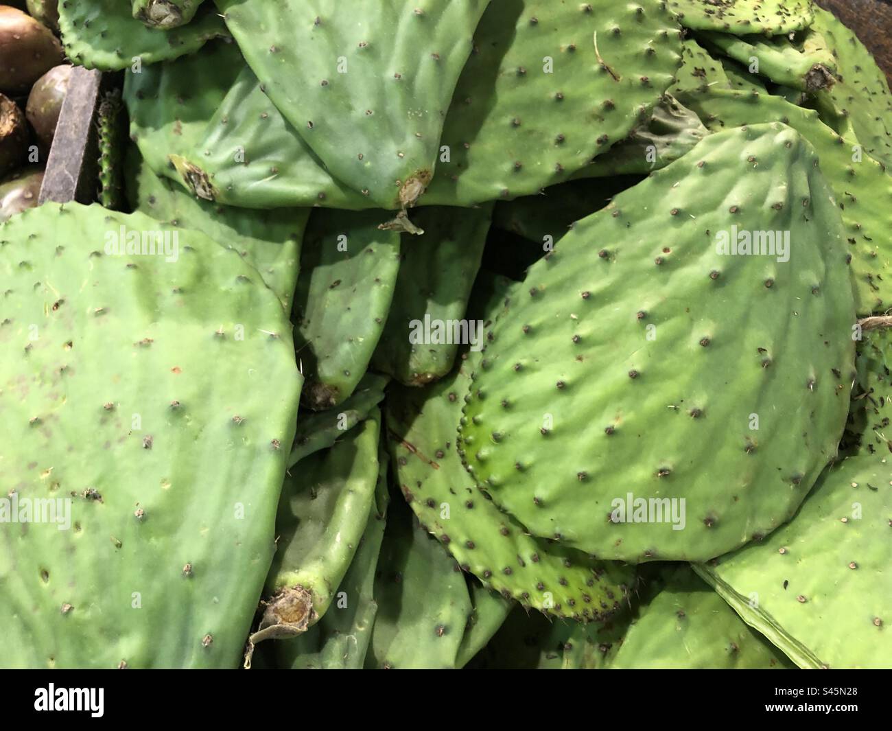 Kaktusblätter auf einem Markt in Atlanta, Georgia, USA. Stockfoto