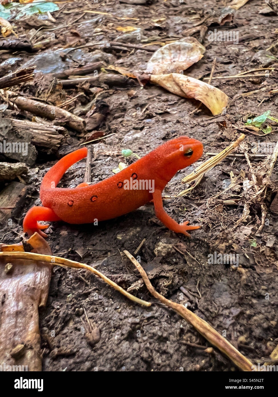 Juvenile Eastern (Red-Flpotted) Newt, Blue Ridge Parkway, North Carolina Stockfoto