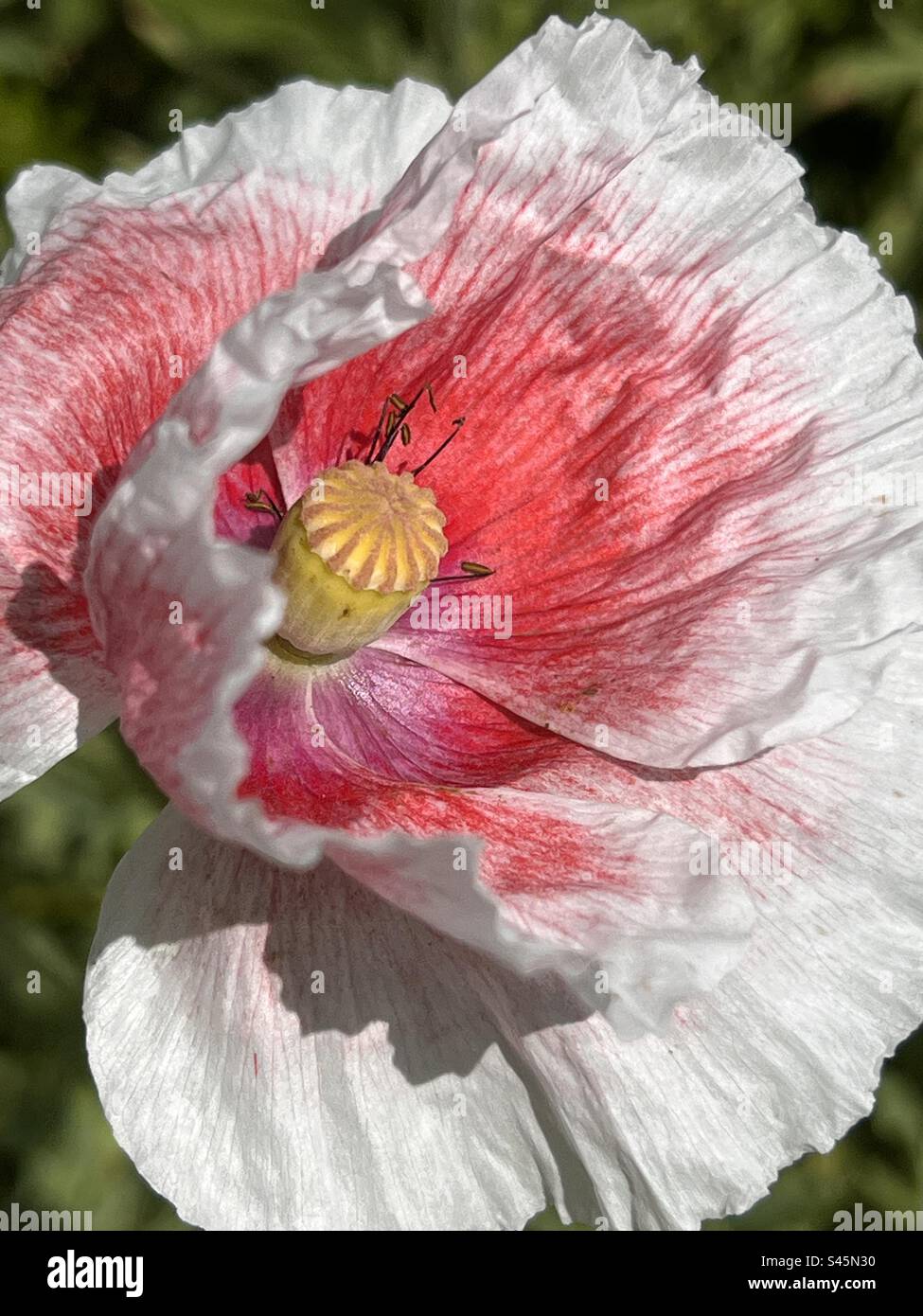 Rosa und weißer orientalischer Mohn Stockfoto