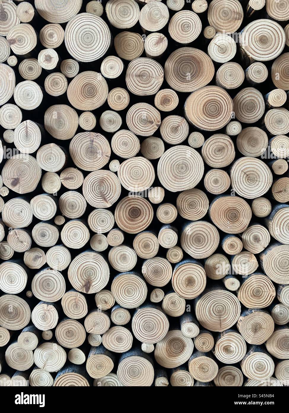 Kreismuster aus Querschnitten kleiner Bäume. - Smartphone-aufgenommenes Stockfoto