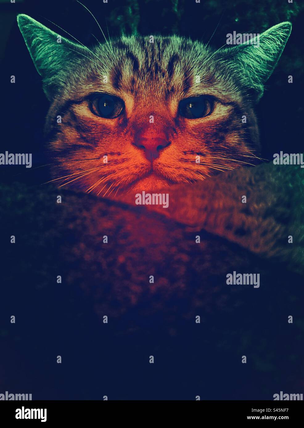 Die Katze macht sich bereit, zuzuschlagen - Smartphone-aufgenommenes Stockfoto