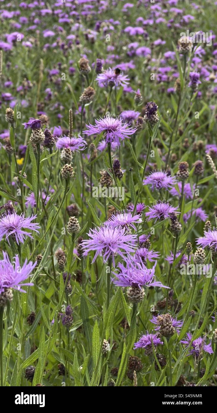 Rosa Blumen auf einer Wiese - Smartphone-aufgenommenes Stockfoto