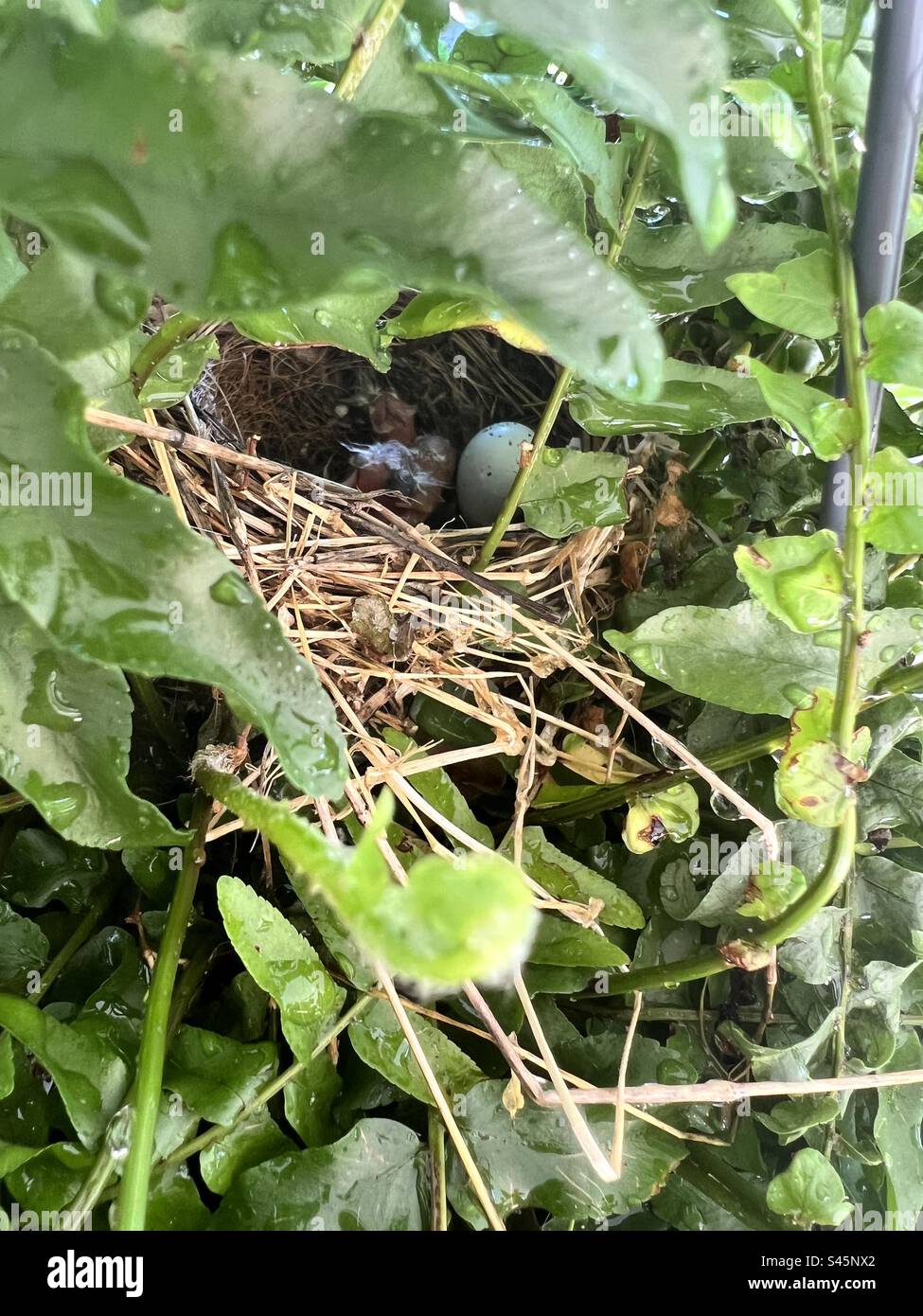 Nestlinge schlüpfen Stockfoto